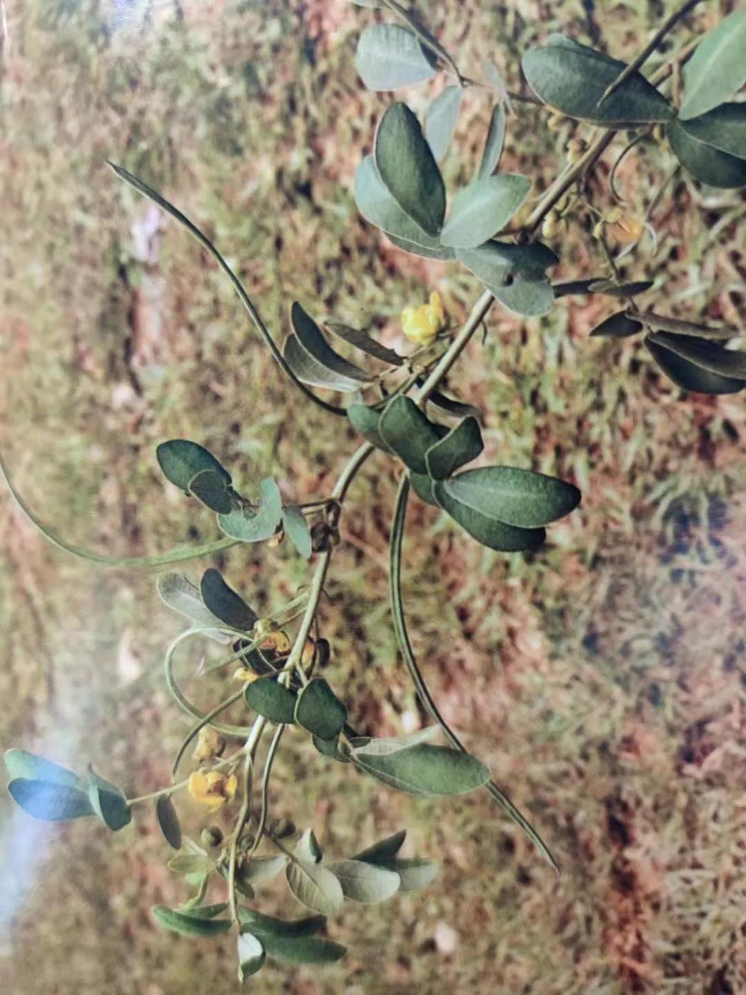 清肝明目、潤腸通便、降壓降膽固醇——決明子