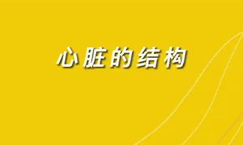 【名醫(yī)面對面之心臟100問】心臟的結構